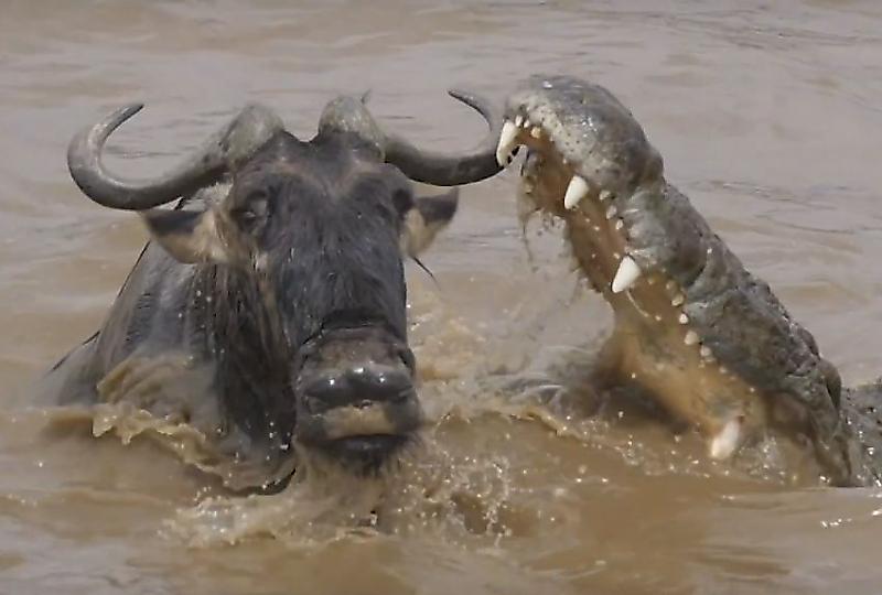 Антилопа чудом избежала участи стать добычей крокодила в Масаи-Мара ▶