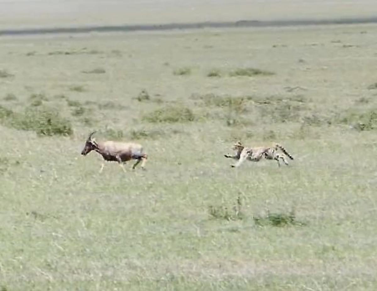 Антилопа с детёнышем не заметила, как оказалась на территории гепардов в Кении