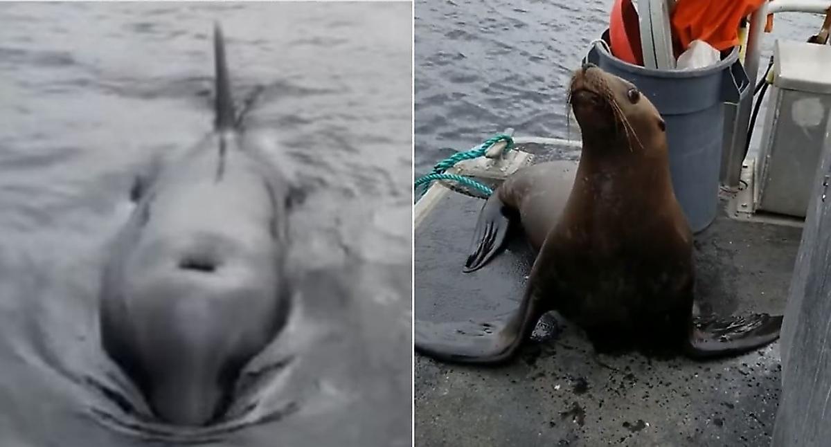 Канадка, уговаривающая тюленя покинуть её судно и вернуться к косаткам, прославилась в сети