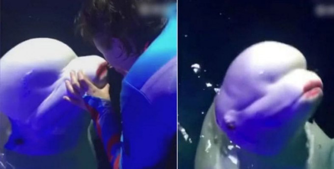 Работница аквапарка, накрасившая губы белухе, вызвала широкий резонанс в Китае (Видео)