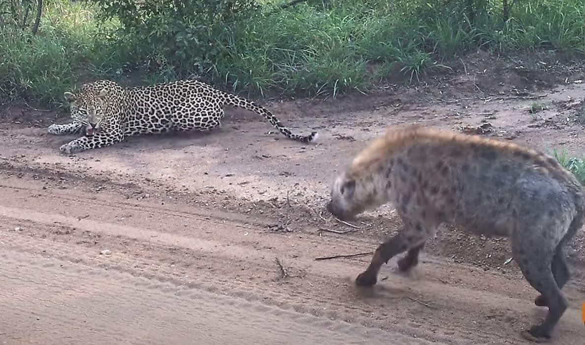 Леопард, застигнутый врасплох самцом гиены, вспугнул коварного хищника - видео