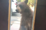 Медведица, защищая детёнышей, попыталась выломать дверь и напасть на американку, ведущую видеорепортаж