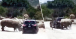 Носорог атаковал машину туристов в мексиканском сафари-парке (Видео)