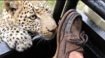Обувь туриста привлекла внимание любопытного леопарда в заповеднике Ботсваны (Видео)