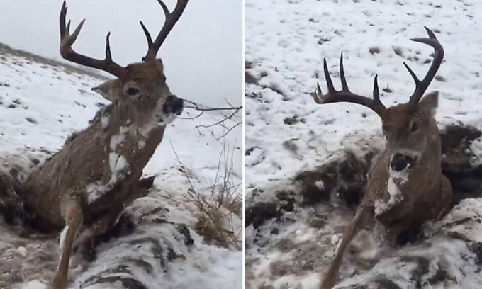 Погибший олень вмёрз в землю на обочине дороги в Канаде