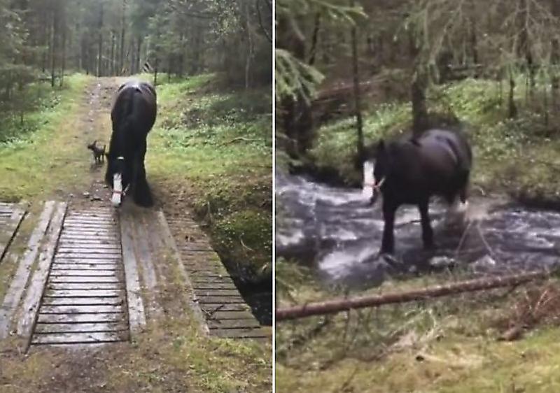 Привередливая лошадь, изучив мост, нашла более «безопасный» способ пересечения ручья ▶