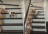Терпеливая собака показала пример щенку, как спускаться по лестнице