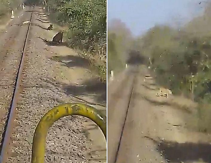 Три льва перекрыли движение поезда в индийском заповеднике ▶
