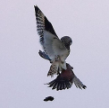 Британский фотограф стал свидетелем воздушного боя за добычу между совой и соколом 5