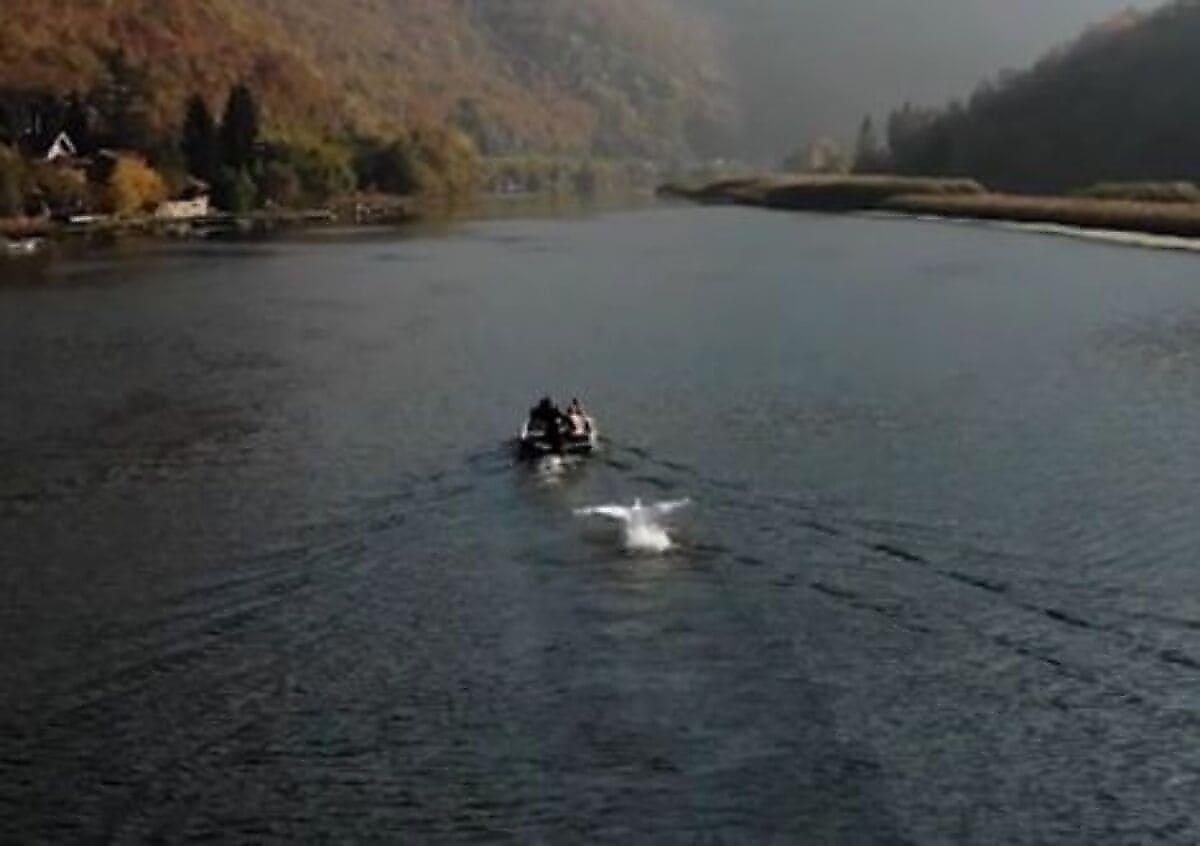 Грозный лебедь устроил погоню за лодкой с туристами на сербской реке