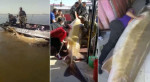 Китайские рыбаки поймали 100-летнюю огромную рыбу-калугу (Видео)