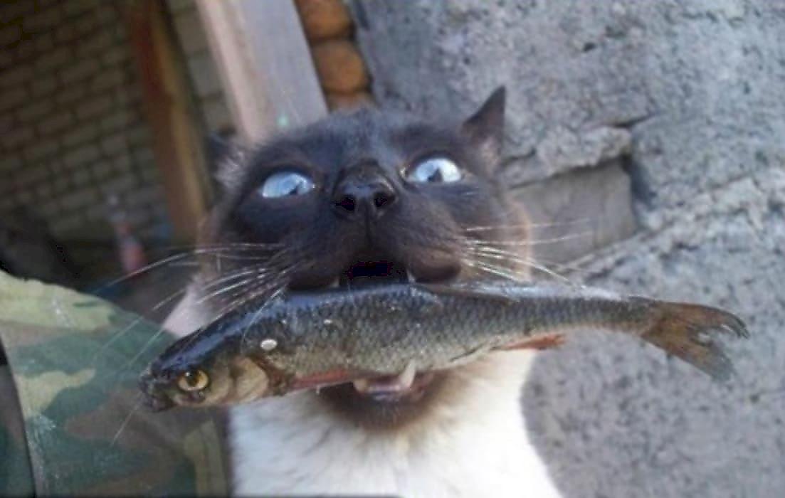 Кот ограбил юного рыбака и рассмешил сеть