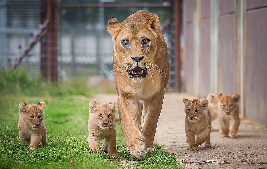 Львица вывела на прогулку детёнышей, родившихся во время карантина в британском зоопарке