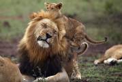 Недовольный лев с детёнышем на голове, был снят фотографом в Южной Африке