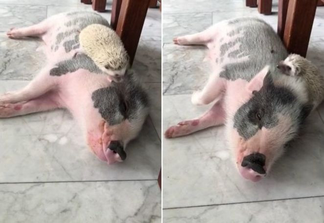 Необычный дуэт: ёж разбудил свинью, укусив её за ухо (Видео)