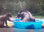 Медведица с медвежонком устроили забавные водные процедуры и попали на видео