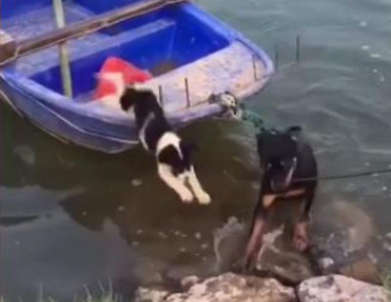 Смелый пёс отбуксировал к берегу лодку с лающим соплеменником на борту ▶