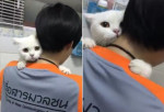 Видеоролик с обнимающей хозяина кошкой, покорил сердца китайских интернет пользователей