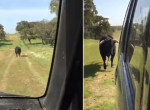 Воинственный бык перегородил дорогу туристам и устроил погоню за их автомобилем - видео