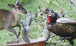 Агрессивная белка отбила еду у оленя и фазана на глазах у британского фотографа