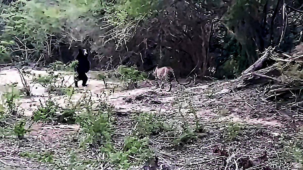 Бесконтактная схватка медведя и леопарда попала на видеокамеру на Шри-Ланке