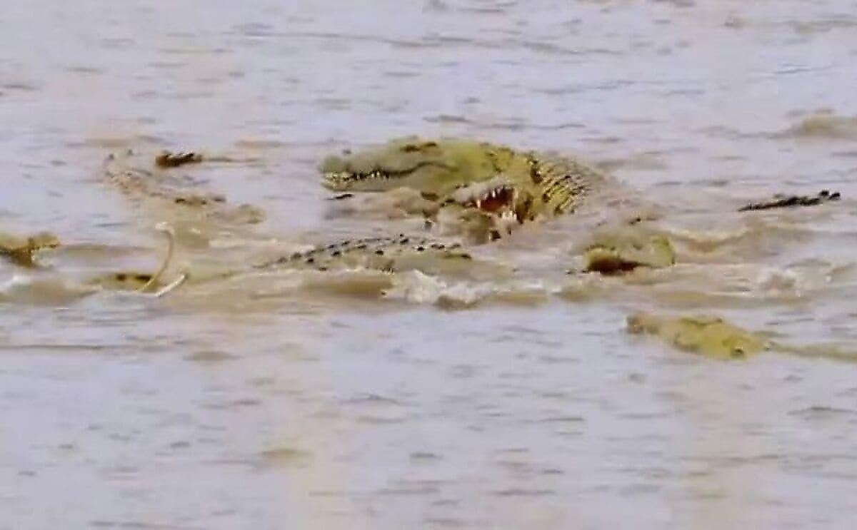 Десятки крокодилов учуяли тушу бегемота в заповеднике дикой природы в Замбии