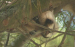 Детёныш пумы, спасаясь от домашней собаки, провел 8 часов на дереве, в частном владении в США (Видео)