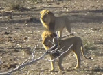 Кочующие львы не поделили территорию с львицами в африканском заповеднике ▶