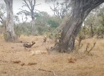Противостояние леопарда, диких псов и гиен за антилопу попало на видео в ЮАР