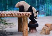 Самка панды спустя четыре года была признана самцом в китайском зоопарке 0