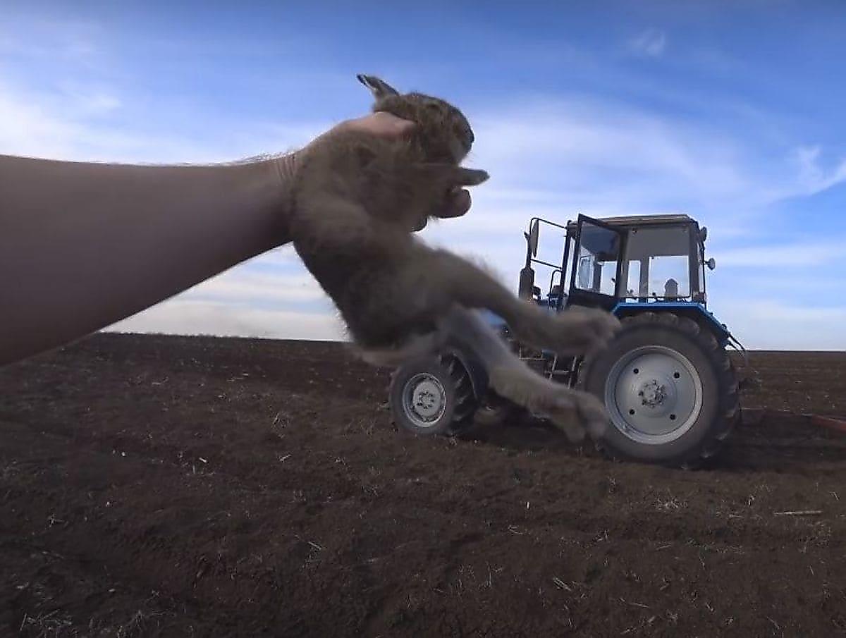 Зоркий тракторист спас зайца, затаившегося в поле