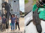 Огромного аллигатора поймали в Арканзасе - видео