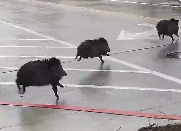 Дикие свиньи совершили паломничество в центр города в Техасе ▶