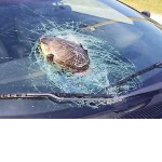 Грузовик наехал на черепаху, которая разбила лобовое стекло автомобиля ▶ 0
