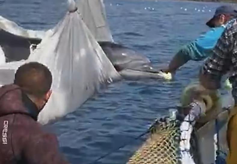 Испанские рыбаки и дайверы освободили дельфина, угодившего в рыбацкую сеть