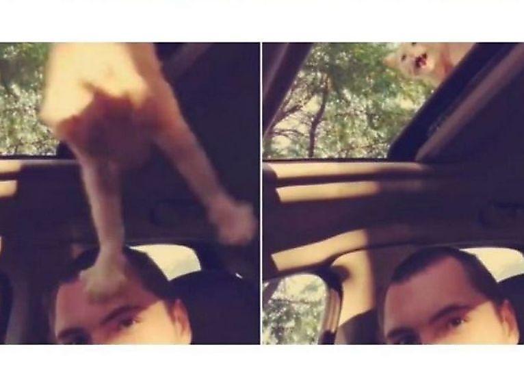 Кот свалился на голову водителю, шпионившему за ним ▶