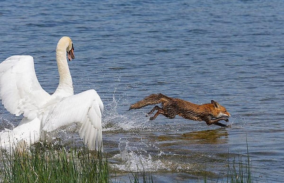 Лебедь, защищая гнездо, заставил лисицу вплавь спасать свою шкуру