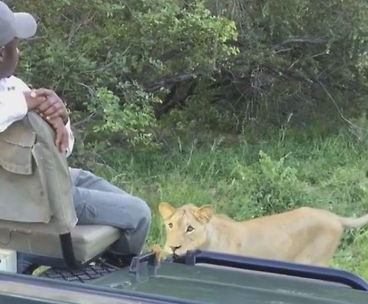 Львиный прайд перегородил дорогу туристическому автомобилю в ЮАР ▶