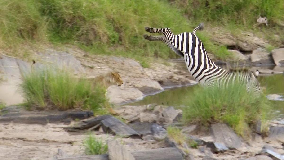 Прыткая зебра оставила львицу без обеда на глазах у туристов в Кении