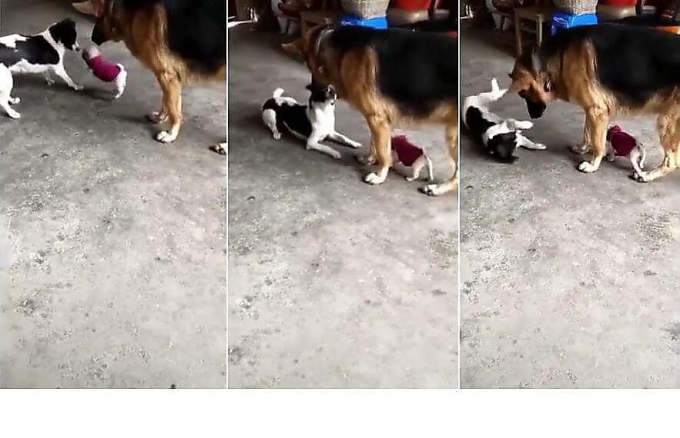 Щенок, пользуясь покровительством большого пса, напал на своего обидчика (Видео)