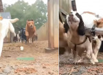 Скрытая видеокамера сняла эпичный забег выпущенных на прогулку псов
