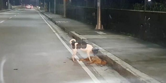 Пёс безуспешно пытался вернуть к жизни угодившую под машину подругу на Филиппинах (Видео)