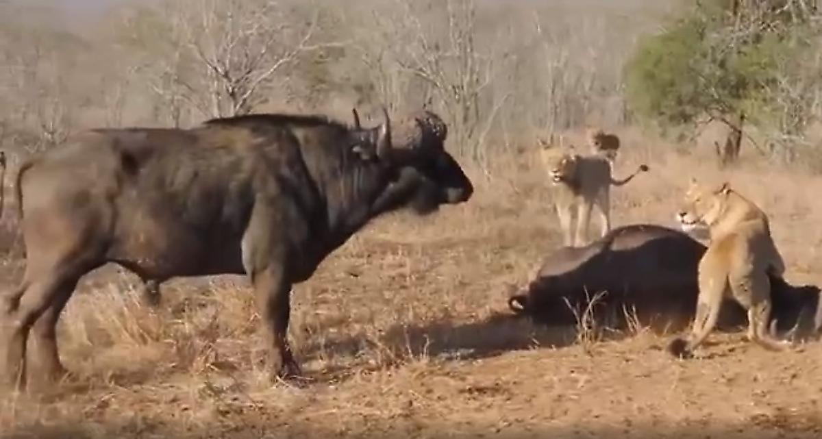 Стадо буйволов попыталось отбить своего сородича у львиного прайда