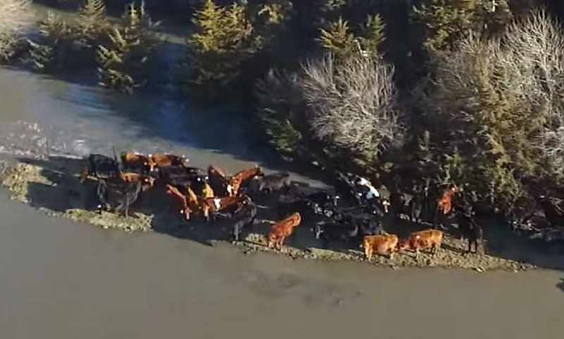 Стадо коров спаслось от наводнения на маленьком острове в США ▶
