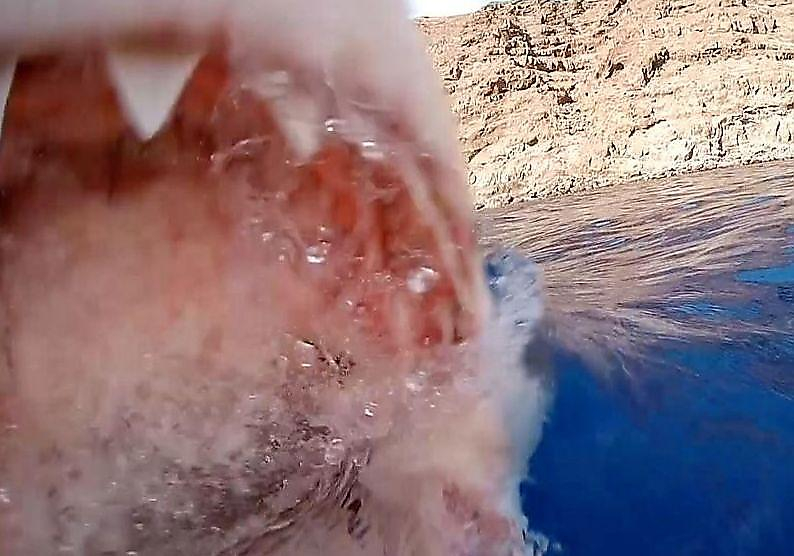 Турист запечатлел момент атаки белой акулы на его видеокамеру