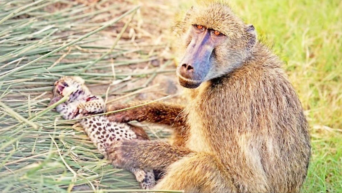 Бабуины, похитившие детёнышей у леопардов, были замечены в ЮАР