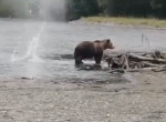 Бесстрашный медведь проигнорировал выстрелы и устроил рыбалку на глазах у туристов - видео