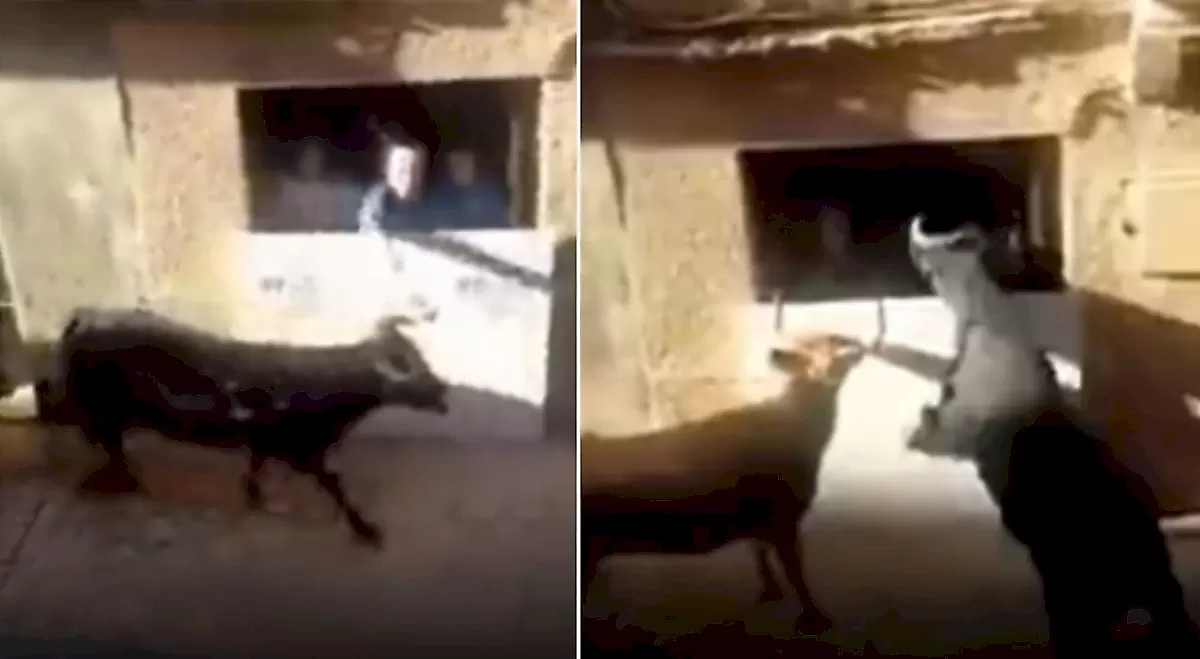 Бык наказал экстремала, схватившего его за рога во время забега в Испании