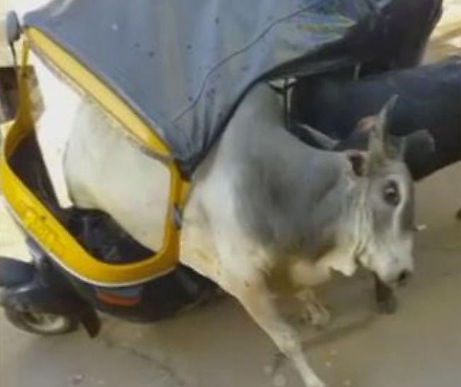 Бык застрял в моторикше, выясняя отношения со своим сородичем на улице в Индии ▶