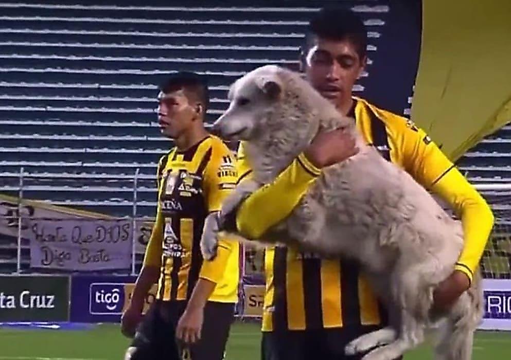Игривый пёс, стащив бутсу, прервал футбольный матч в Боливии